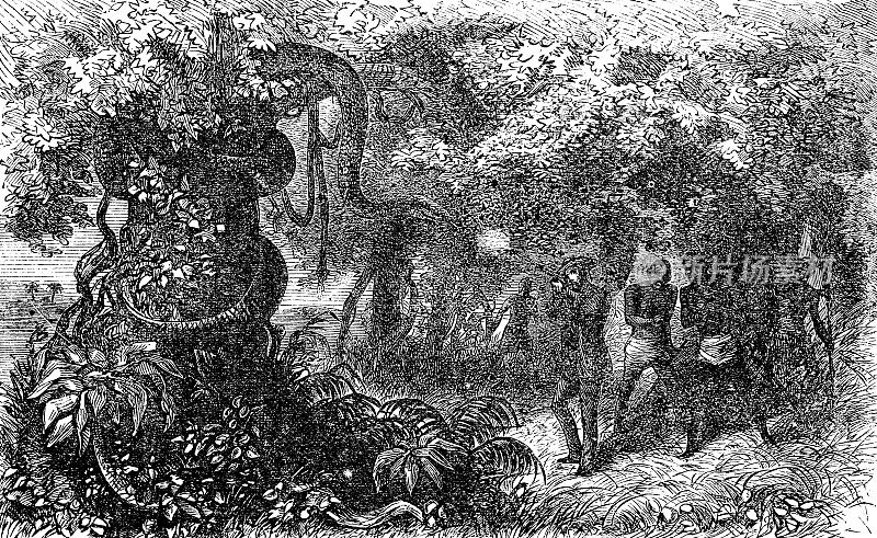 Paul Du Chaillu和一群非洲俾格米人在非洲中部拍摄一条中非岩蟒蛇(Python Sebae) - 19世纪